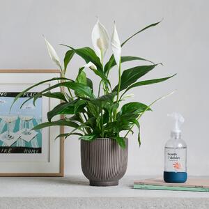 Peace Lily Potted House Plant and Plant Mister Bundle Ceramic Grey