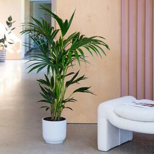 Kentia Palm House Plant in Elho Pot Plastic White
