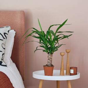 Yucca House Plant Brown