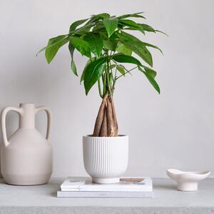Money Tree House Plant in Ribbed Pot Ceramic White