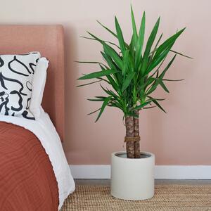Yucca House Plant in Pot Earthenware Oyster