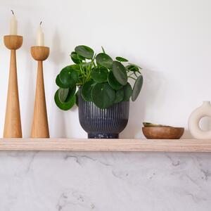 Chinese Money House Plant in Ribbed Pot Ceramic Navy