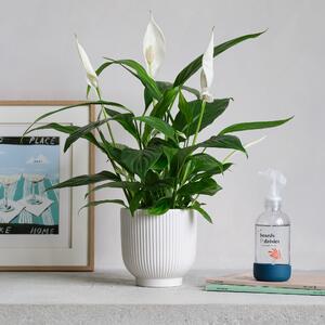 Peace Lily Potted House Plant and Plant Mister Bundle Ceramic White