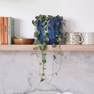 String Of Hearts House Plant in Pot Earthenware Blue