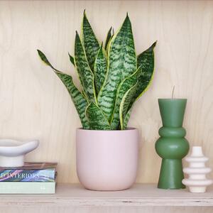 Snake House Plant in Pot Earthenware Pink