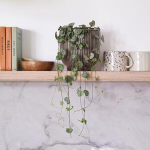 String Of Hearts House Plant in Ribbed Pot Ceramic Grey
