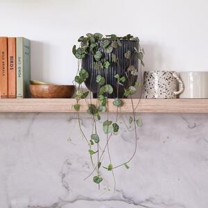 String Of Hearts House Plant in Ribbed Pot Ceramic Navy