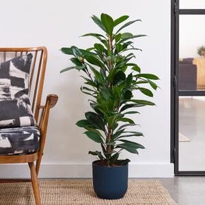 African Fig House Plant in Elho Pot Plastic Navy