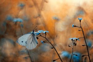 Photography Close-up of butterfly on plant, pozytywka / 500px