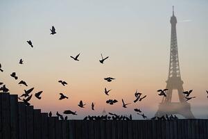 Photography Eiffel Tower, Pigeons, Peter Cade