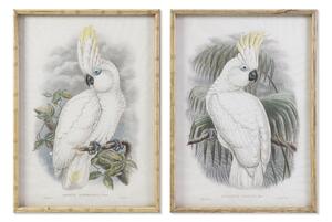 Painting DKD Home Decor 50 x 2,8 x 70 cm Colonial Parrot (2 Units)