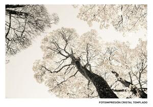 Canvas Trees 120 x 4 x 80 cm