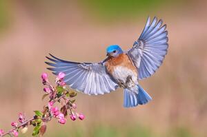 Photography Colorful Spring, Jim Luo