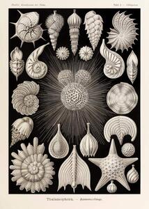 Fine Art Print Plate 2 Globigerina Thalamophora, Haeckel, Ernst