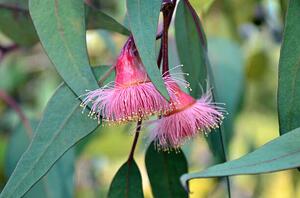 Photography Pink gum tree (Corymbia) blossoms, KarenHBlack