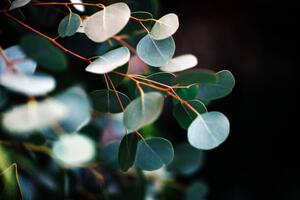 Photography eucalyptus, Stephanie Nantel