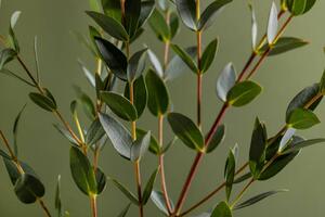 Photography Green eucalyptus branches on dark background, Katerina Era / 500px