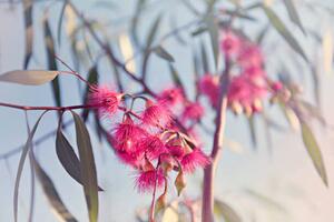 Photography Crimson eucalyptus flowers bursting into bloom, Sharon Lapkin