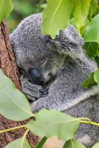 Photography Close-up of koala on tree,Forest Lake,Minnesota,United, SYED MUHAMMAD JUNAID / 500px