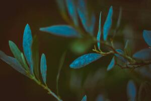 Photography green grass in the park with, Feruza Tashmetova