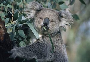 Photography Koala eating gum leaves, John Carnemolla