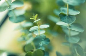 Photography Eucalyptus, © Cyrielle Beaubois