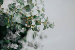 Photography potted eucalyptus gunni at home with copyspace, Carol Yepes