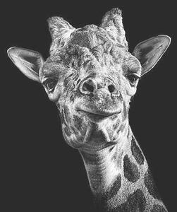 Photography Giraffe in Black and White, Malcolm MacGregor