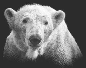 Photography Polar bear on black, © Christian Meermann