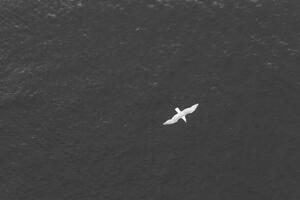 Photography High angle POV of bird flying over the ocean, Gabriel Mello