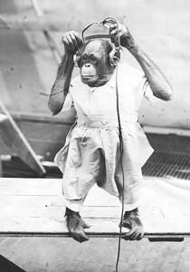 Photography Duke The Chimp, Henry Guttmann