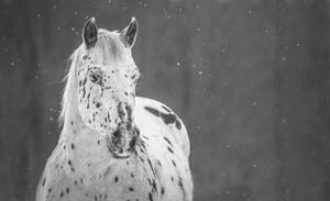 Photography Midnight Snow, Carey Dils