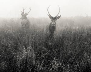 Photography Deer in foggy meadow, London,, Donovan Rees