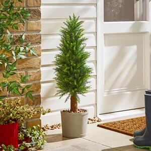 Cypress Tree in Cement Pot Green