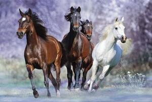 Poster Running horses - bob langrish, (91.5 x 61 cm)