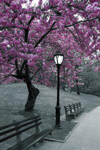 Poster Central Park - blossom, (61 x 91.5 cm)