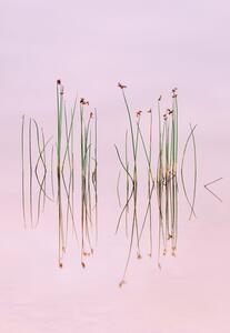 Art Photography Reflection of Serenity, Yan Zhang, (26.7 x 40 cm)