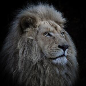 Art Photography Proud Lion, Louise Wolbers, (40 x 40 cm)