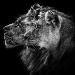 Art Photography Lion and lioness portrait, Laurent Lothare Dambreville, (40 x 40 cm)