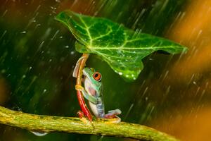 Art Photography Ohh Noo :( It's Raining, Kutub Uddin, (40 x 26.7 cm)