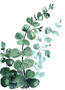 Illustration Watercolor eucalyptus bouquet, Blursbyai, (30 x 40 cm)