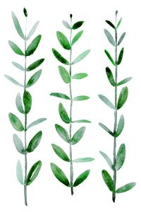 Illustration Watercolor eucalyptus parvifolia, Blursbyai, (30 x 40 cm)