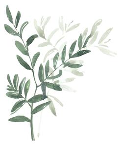 Illustration Watercolor laurel branch, Blursbyai, (30 x 40 cm)