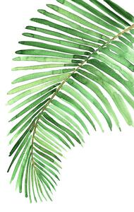 Illustration Watercolor palm leaf, Blursbyai, (26.7 x 40 cm)