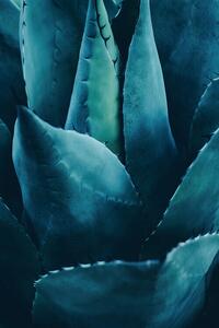 Art Photography Cactus No 4, Kubistika, (26.7 x 40 cm)