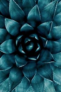 Art Photography Cactus No 9, Kubistika, (26.7 x 40 cm)