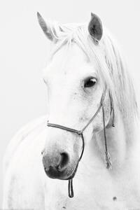 Poster Horse - White Horse, (61 x 91.5 cm)