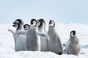Poster Penguins - Family, (91.5 x 61 cm)