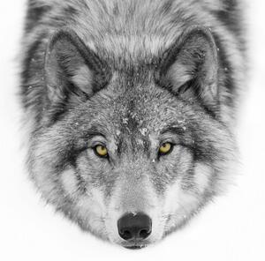 Art Photography Yellow eyes - Timber Wolf, Jim Cumming, (40 x 26.7 cm)