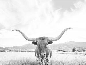Art Photography Longhorn texas, Sisi & Seb, (40 x 30 cm)